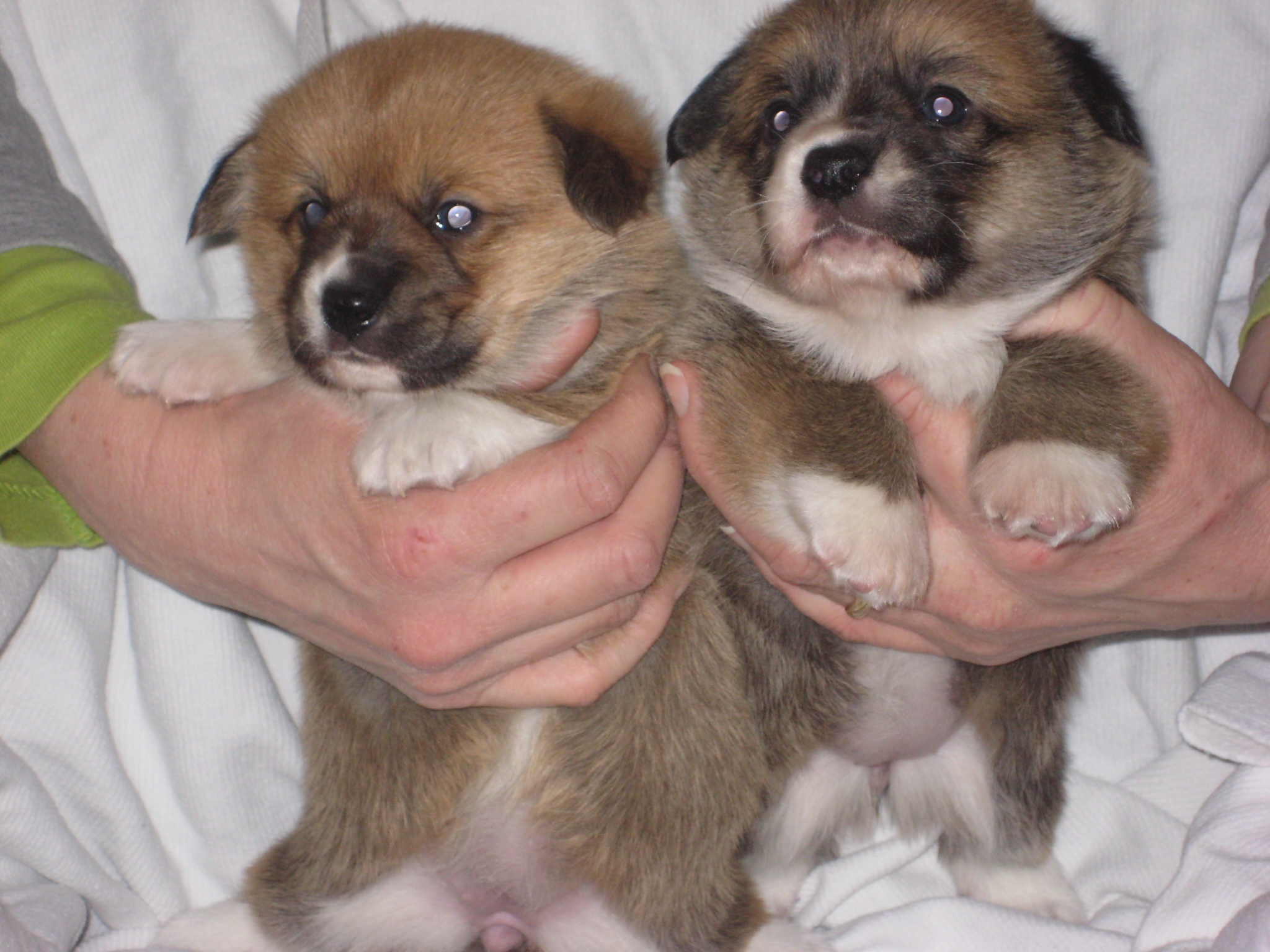 puppy